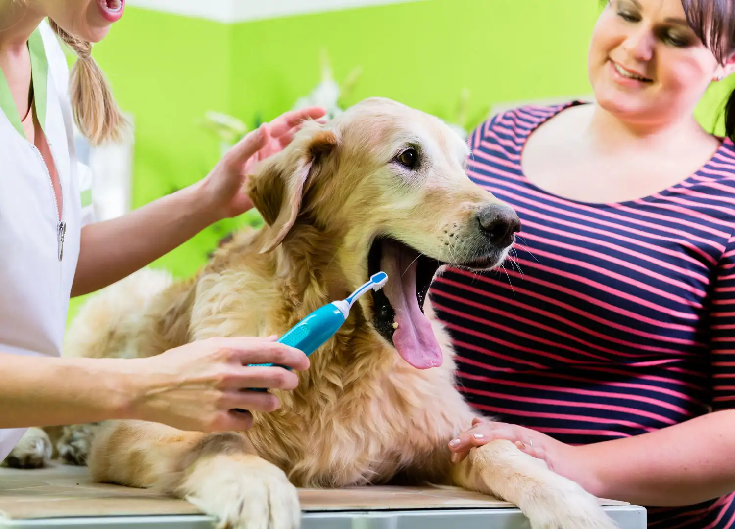 Pets-and-pet-care